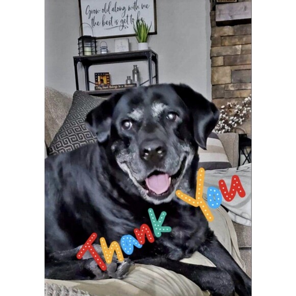 Yellow Dog Designs Art Inspired Standard Line Dog Collar and Leash Set - Picture 3 of 3